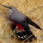image of bird