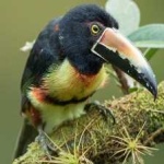 image of bird