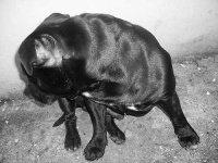 image of staffordshire_bullterrier #28