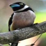 image of bird