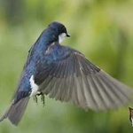 image of bird