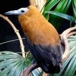 image of bird