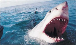 image of great_white_shark #24