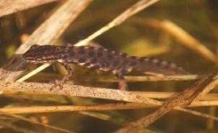 image of common_newt #25