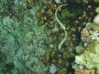 image of sea_snake
