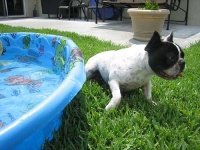 image of french_bulldog #13