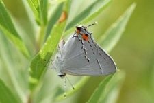 image of lycaenid