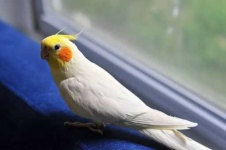 image of cockatiel