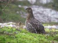 image of black_grouse #4