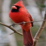 image of bird