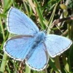 image of animal