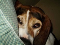 image of walker_hound