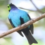 image of bird