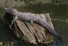 image of american_alligator