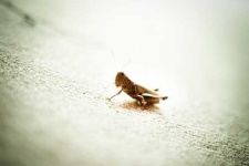 image of grasshopper