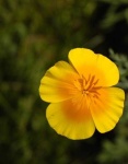 image of flower