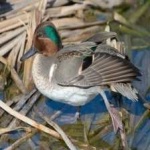 image of bird
