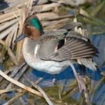 image of teal_duck #13