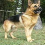 image of german_sheperd #16