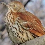 image of bird