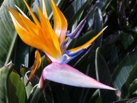 image of bird_of_paradise_flower #65