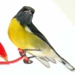 image of bananaquit #19