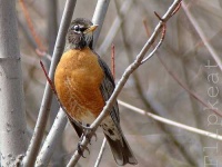 image of robin