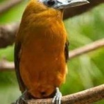 image of bird