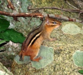 image of animal