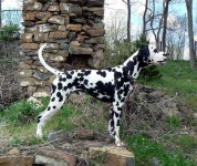 image of dalmatian
