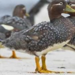 image of bird