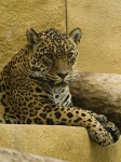 image of jaguar_car
