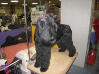 image of giant_schnauzer