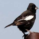 image of bird