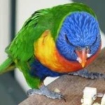 image of bird