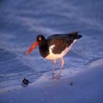 image of bird