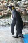 image of king_penguin #29