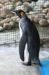 image of king_penguin