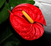 image of anthurium #5