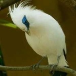 image of bali_starling #31