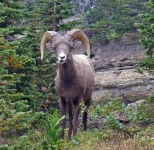 image of bighorn