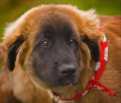 image of animal