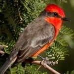 image of bird