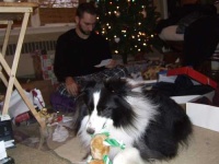 image of shetland_sheepdog