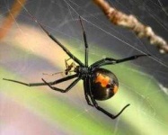 image of tick