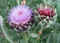 image of artichoke_flower #17