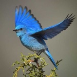 image of bluebird