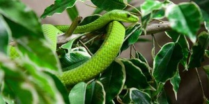 image of green_mamba
