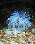 image of sea_anemone