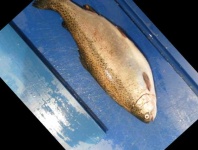 image of trout #2